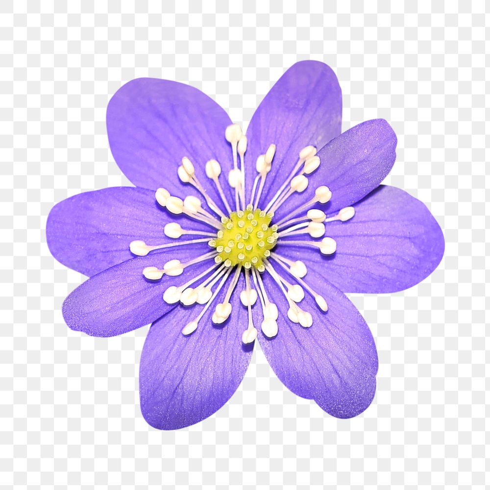 PNG purple hepatica flower clipart, transparent background