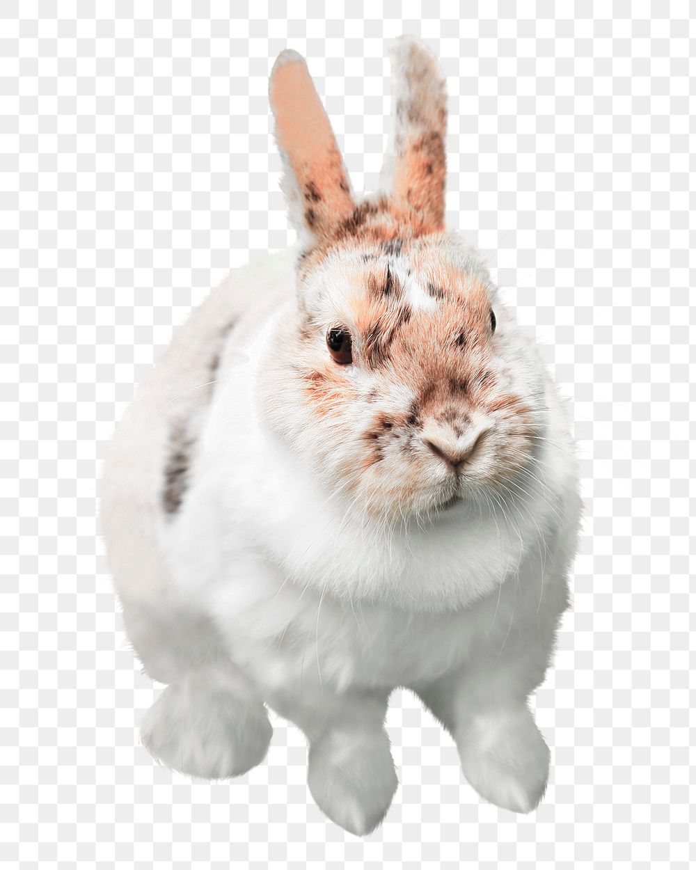 Cute bunny png clipart, pet, transparent background