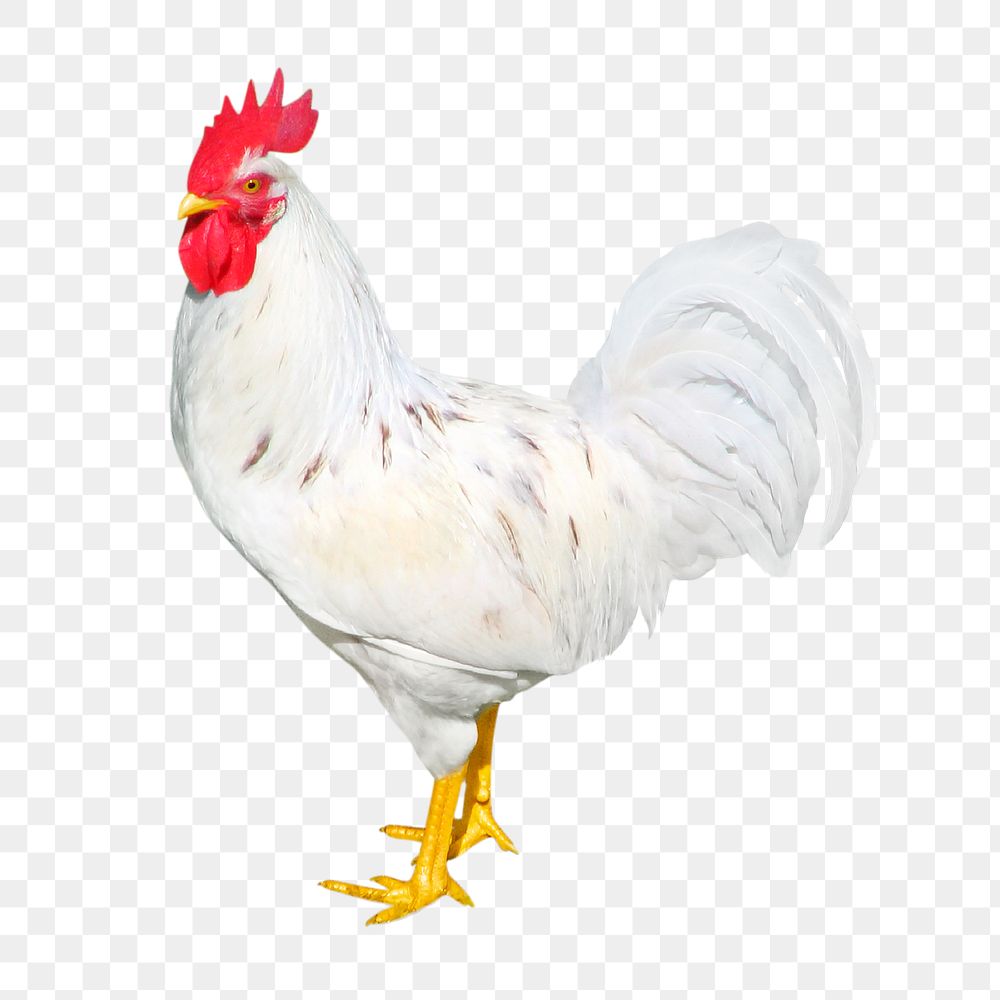 Chicken  png clipart, farm animal, transparent background