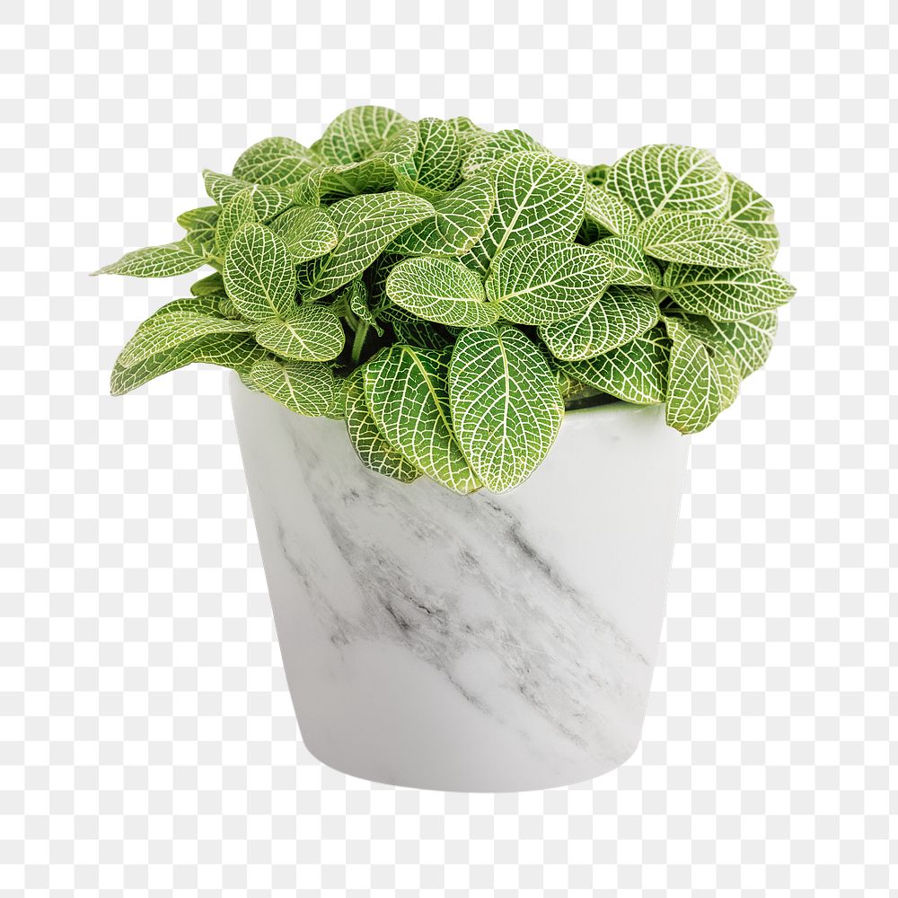 Fittonia plant in a white pot mockup