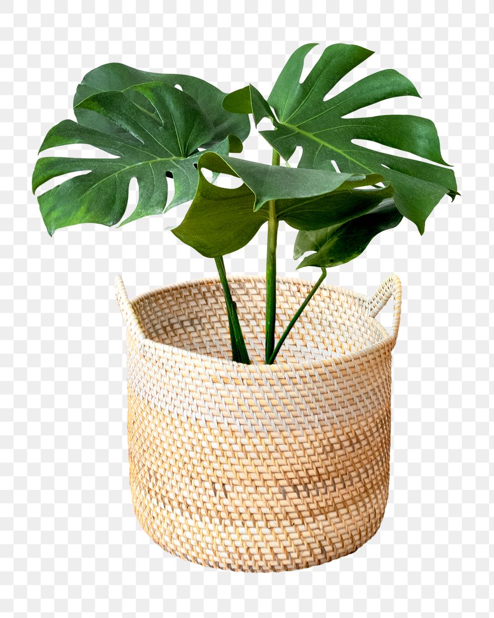Monstera plant in a wicker pot mockup