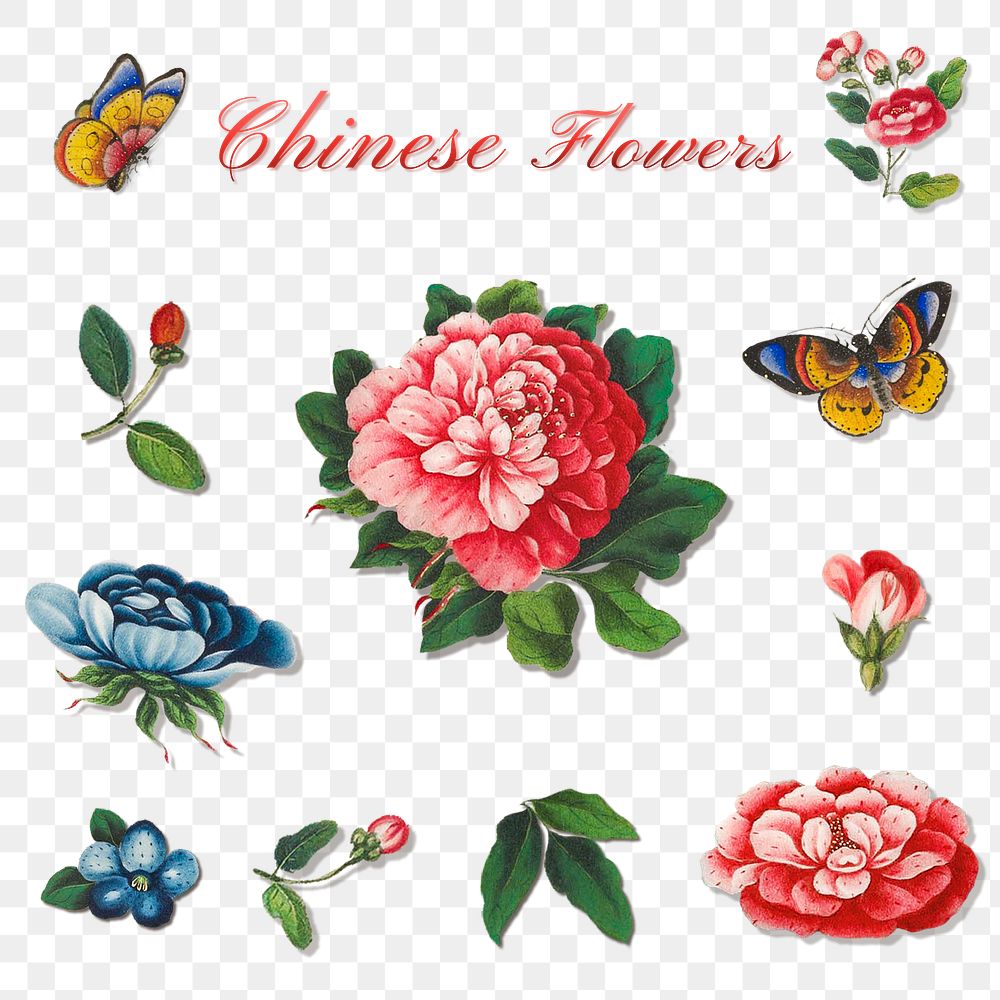 Beautiful vintage Chinese flower illustrations set transparent png