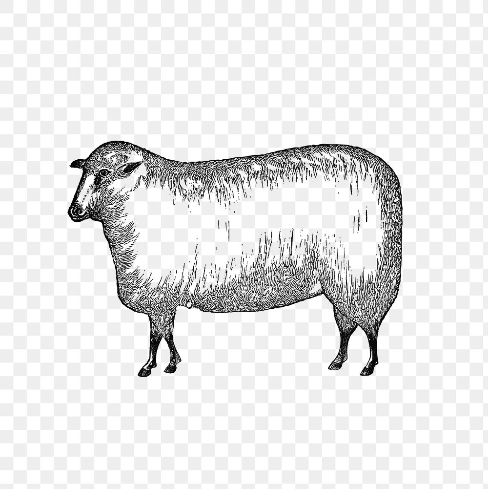 PNG Vintage European style livestock sheep engraving, transparent background