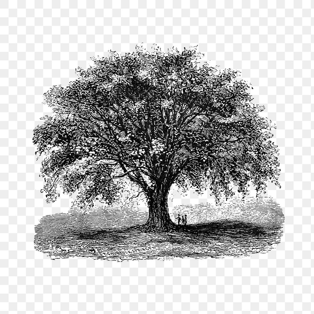 PNG Vintage European style tree engraving, transparent background
