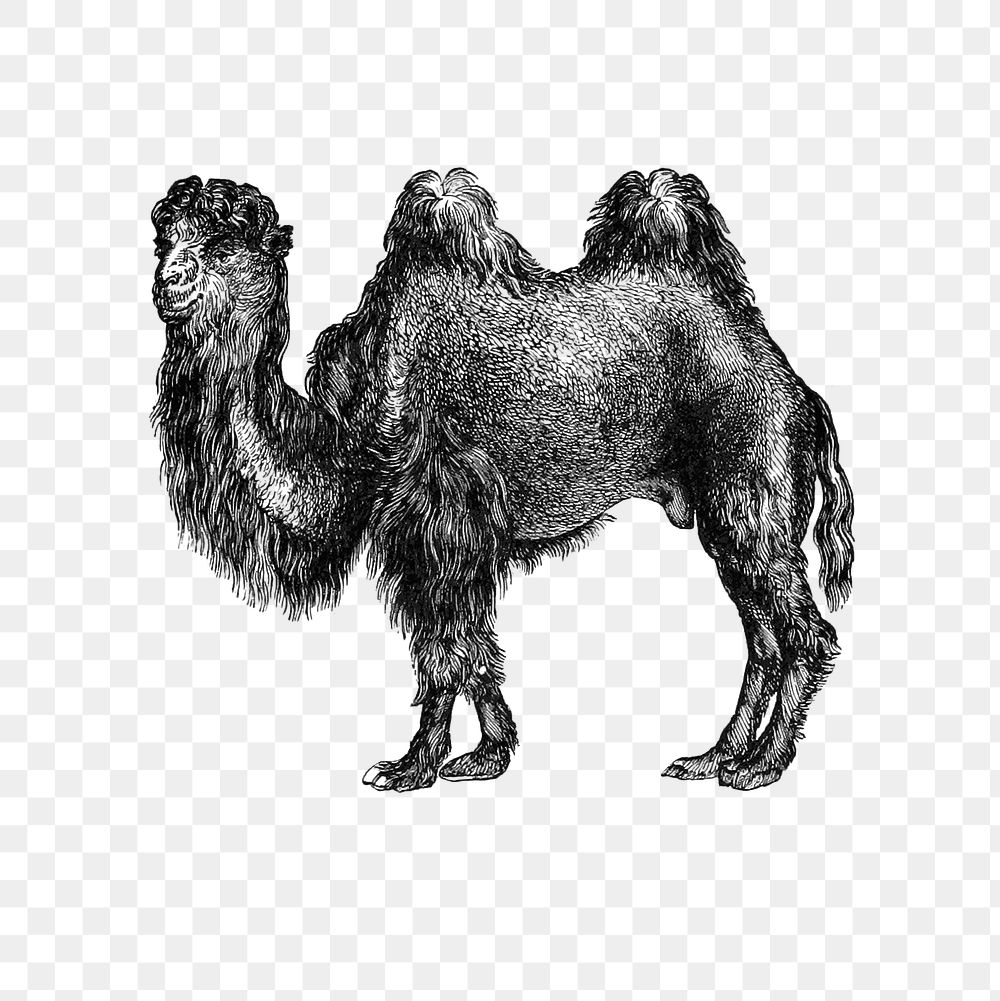 PNG Vintage European style camel engraving, transparent background