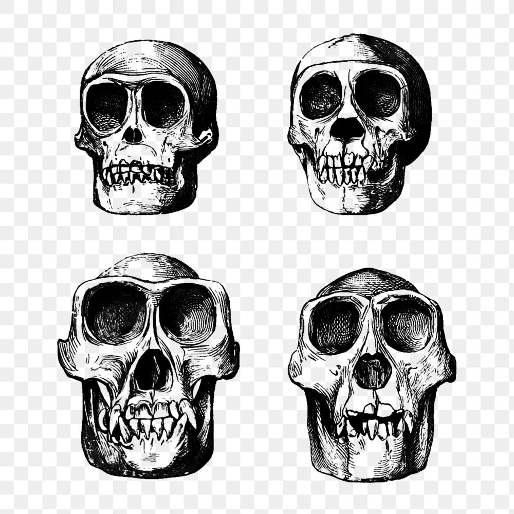 PNG Vintage prehistoric skull engraving illustration, transparent background