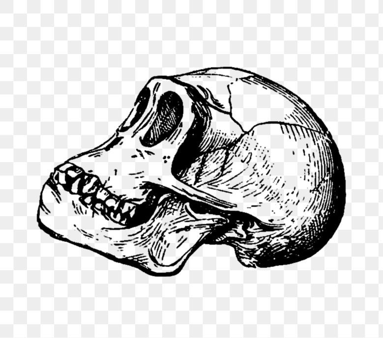 PNG Vintage prehistoric skull engraving illustration, transparent background