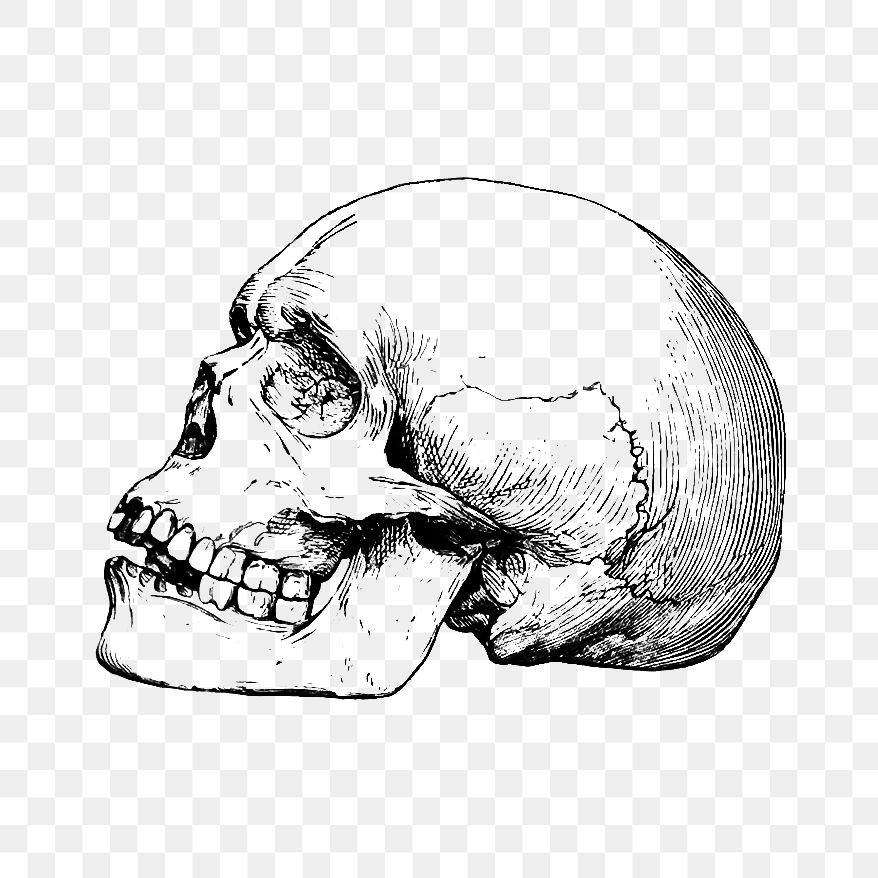 PNG Vintage prehistoric skull engraving illustration, transparent background