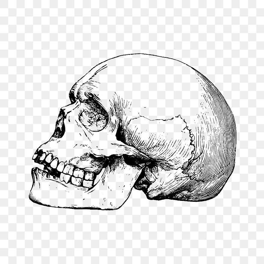 Vintage prehistoric skull engraving illustration