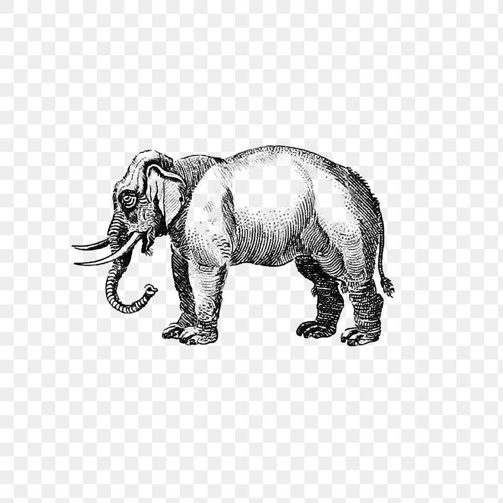 PNG Vintage European style elephant engraving, transparent background