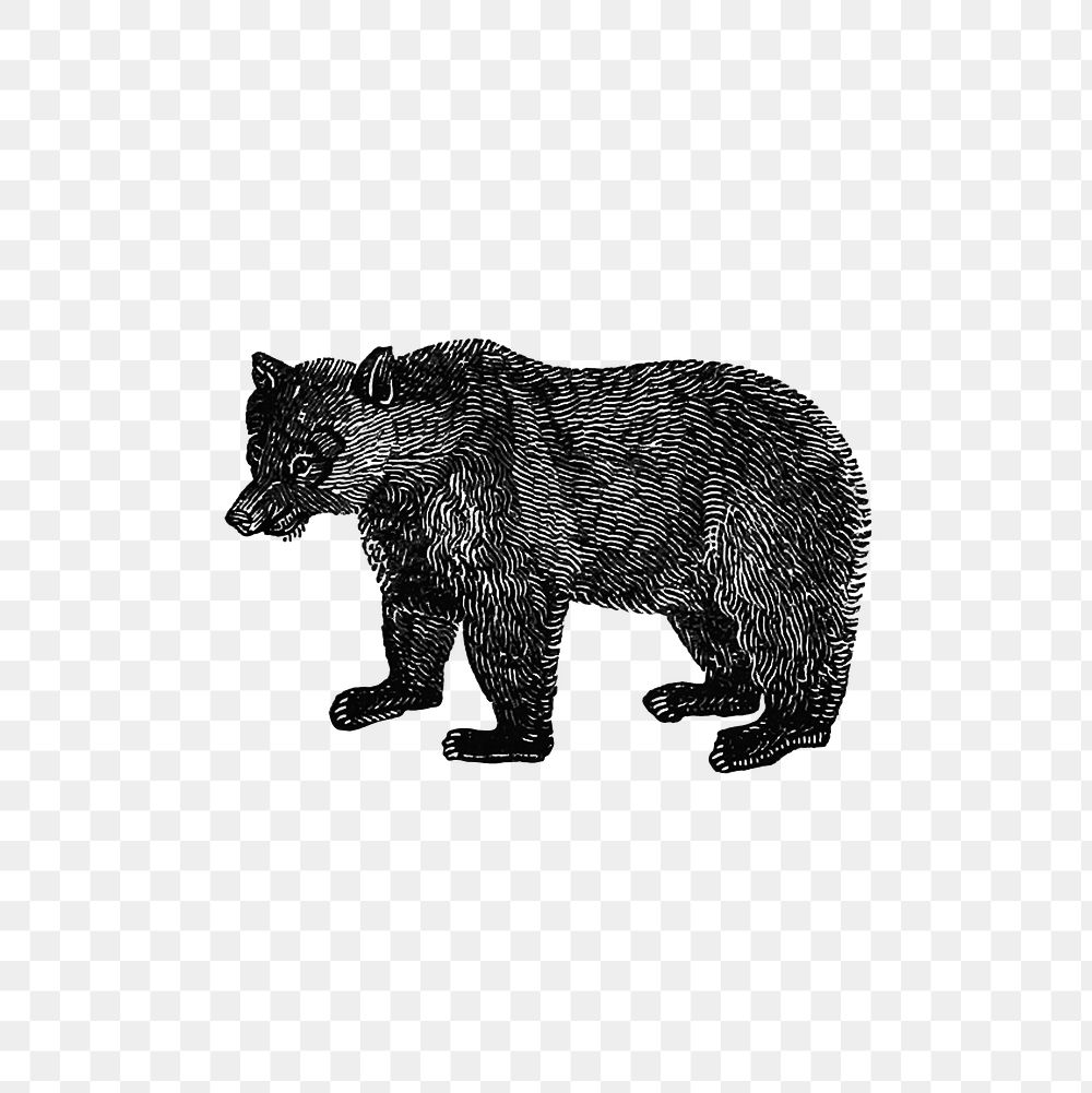 PNG Vintage European style bear engraving, transparent background