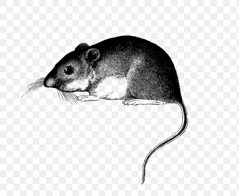 PNG Drawing of mouse, transparent background