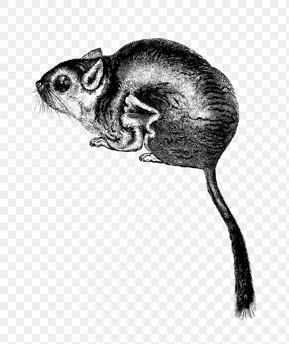 PNG Drawing of Lord Derby's scaly-tailed squirrel, transparent background