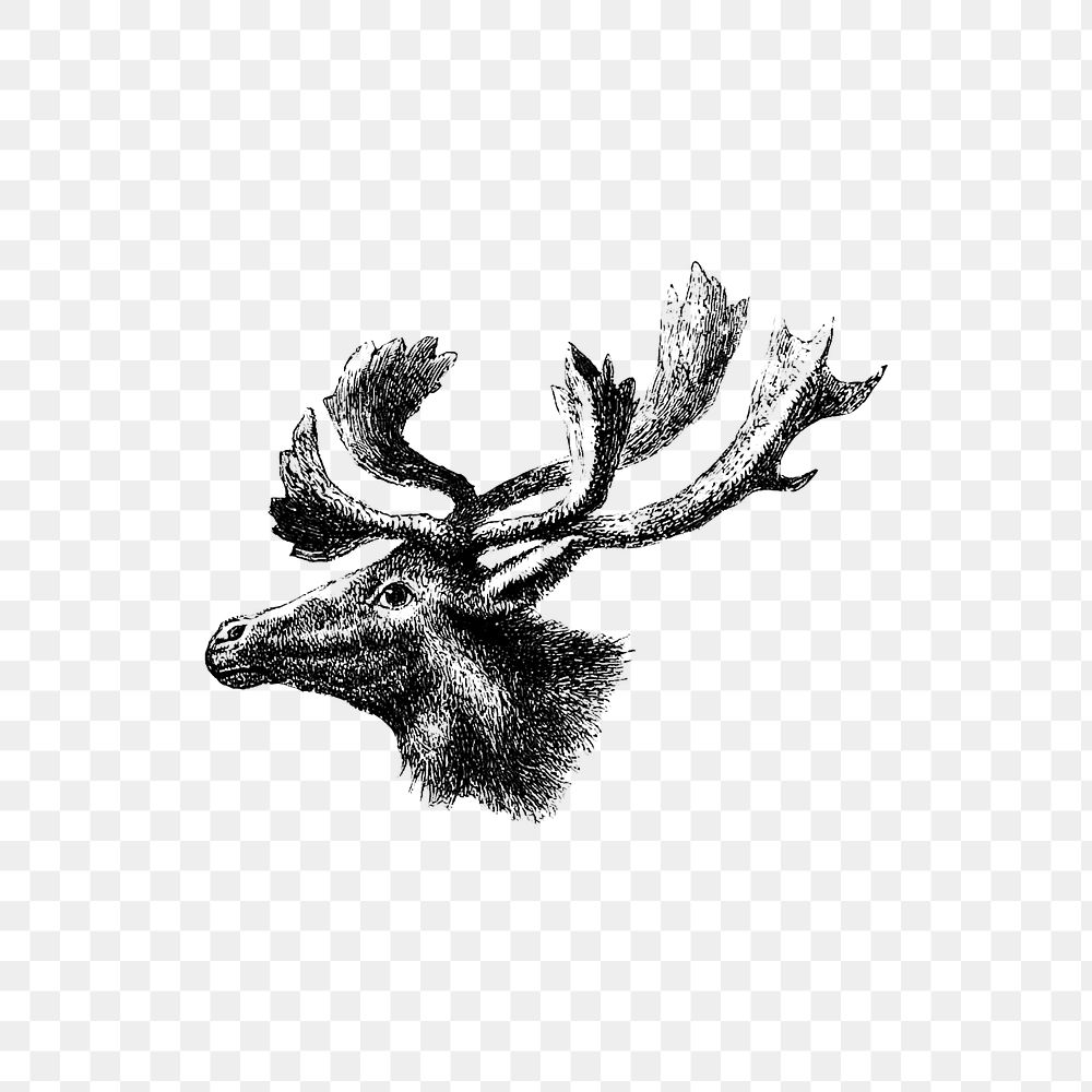 PNG Drawing of moose, transparent background