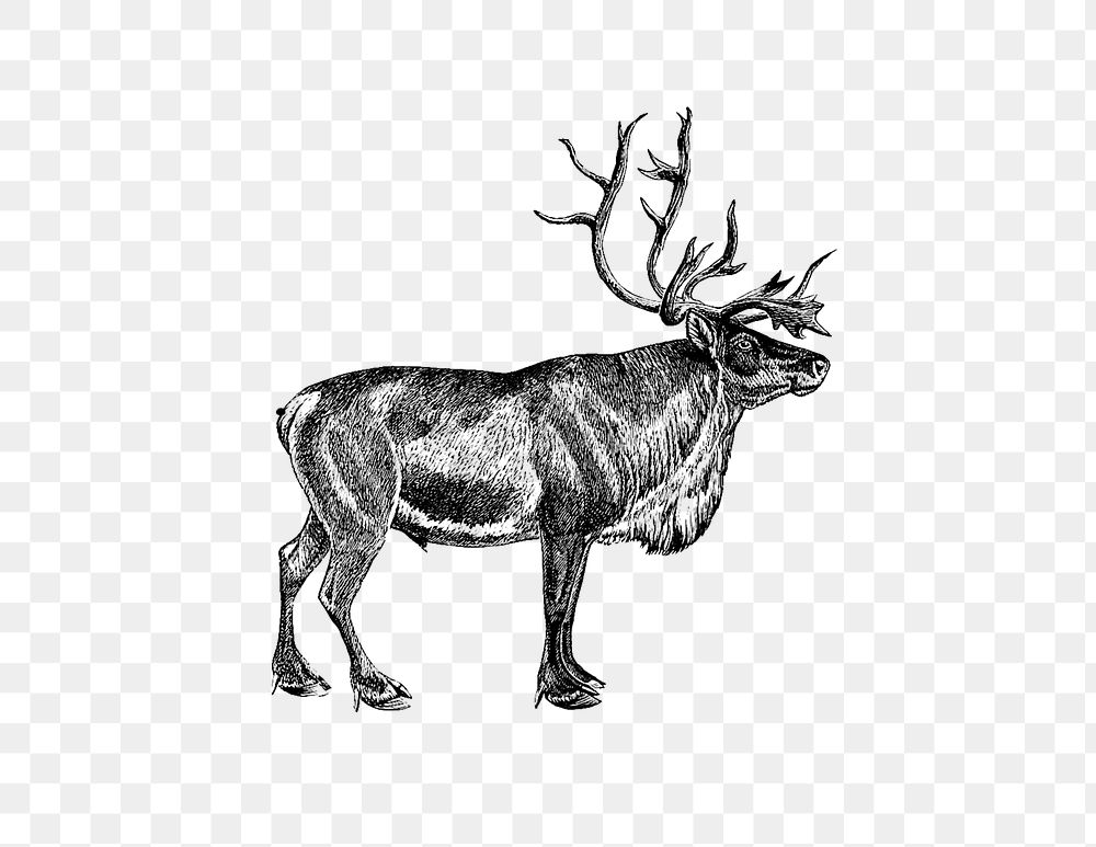PNG Drawing of wild European reindeer, transparent background