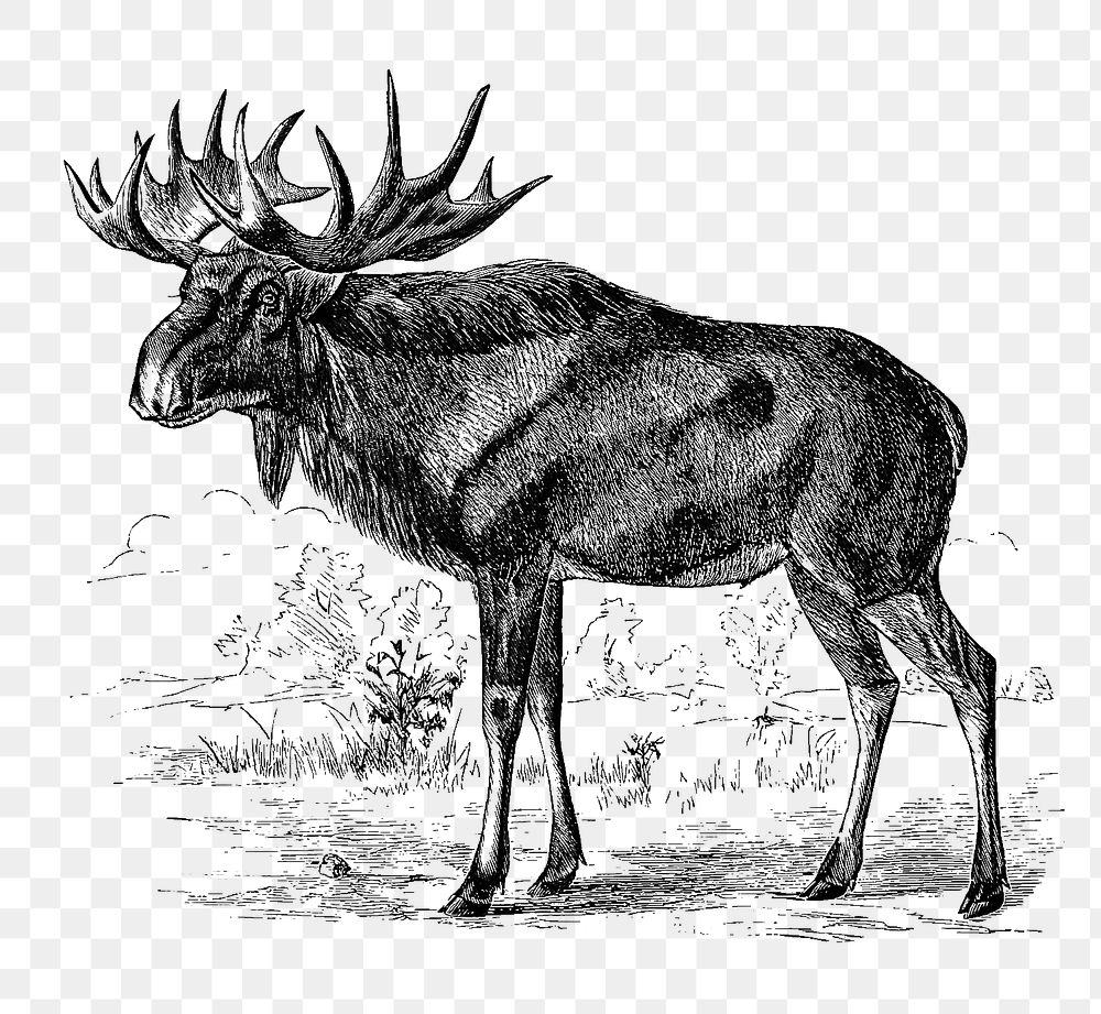 PNG Drawing of Scandinavian elk, transparent background