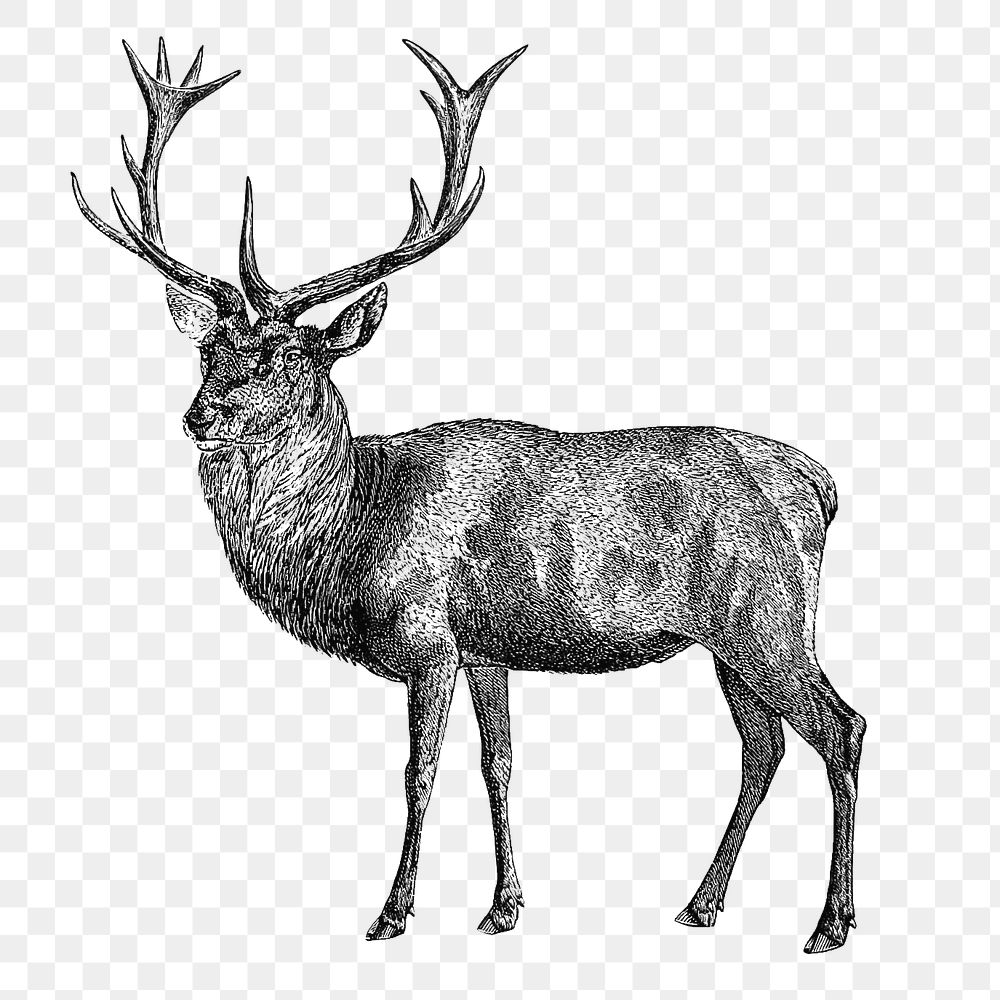 PNG Drawing of red deer, transparent background