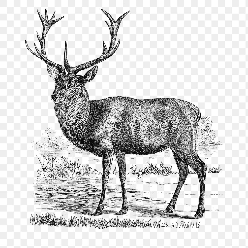 PNG Drawing of red deer, transparent background