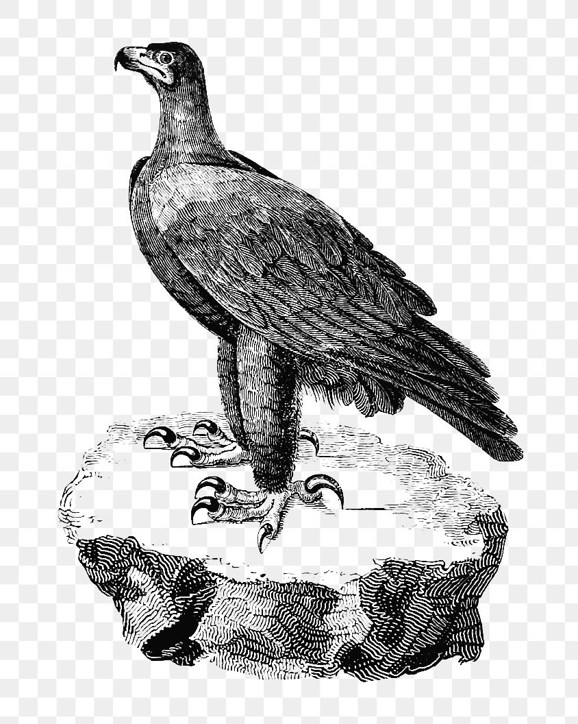 PNG Drawing of black eagle, transparent background