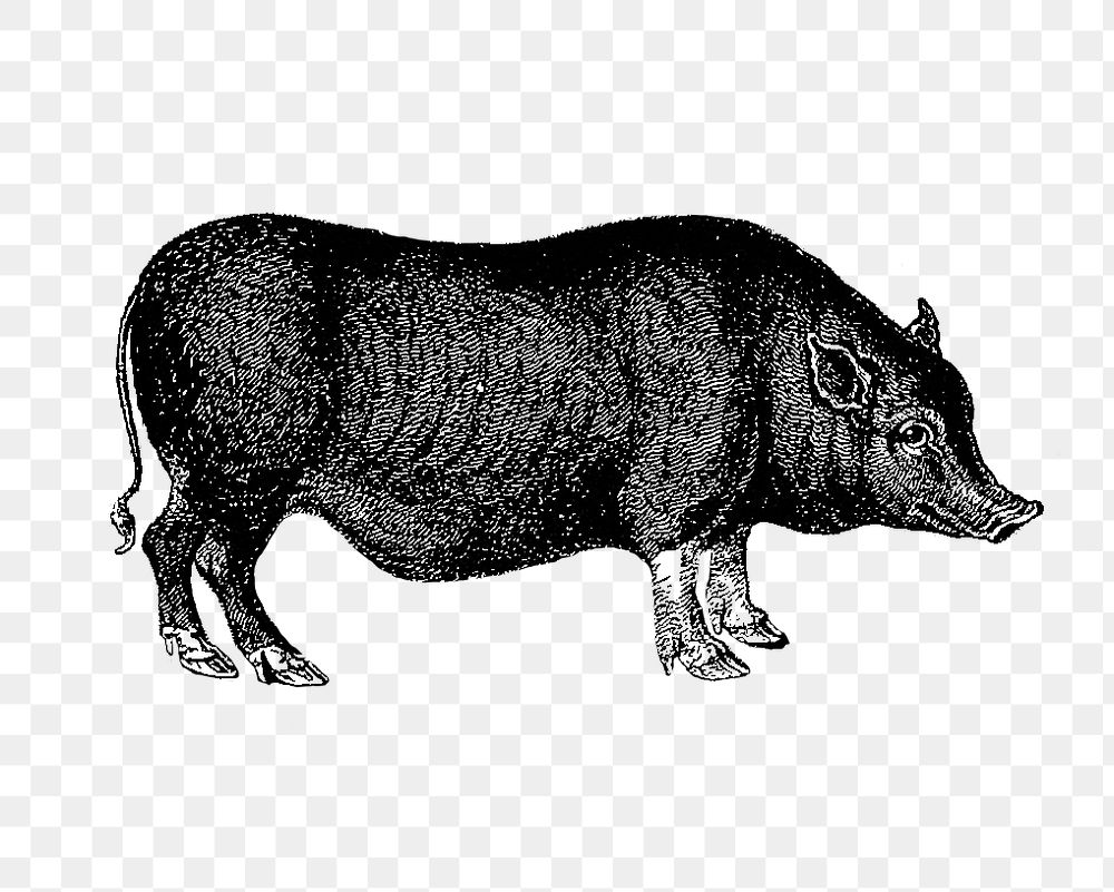 PNG Drawing of pig, transparent background