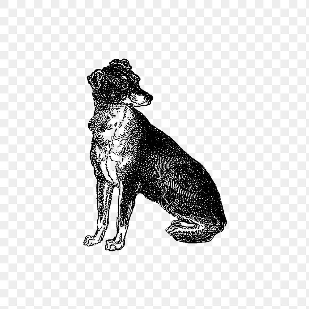 PNG Drawing of Scottish Deerhound, transparent background