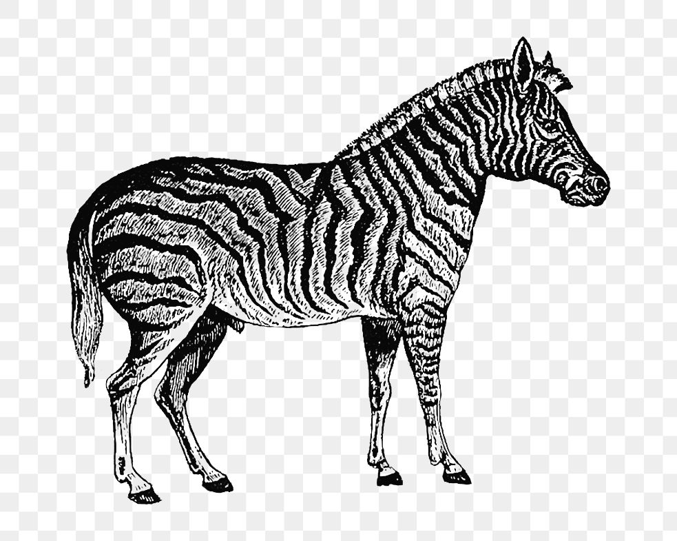 PNG Drawing of zebra, transparent background