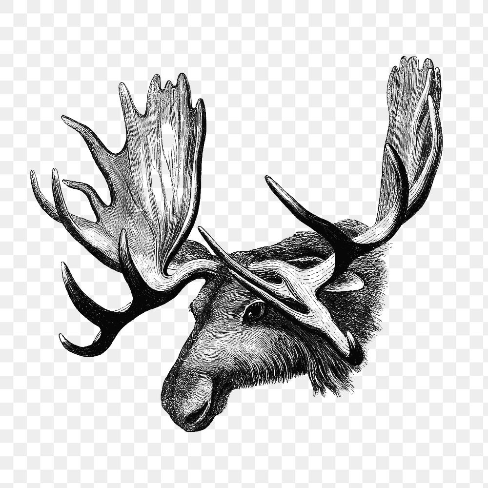 PNG Drawing of moose, transparent background