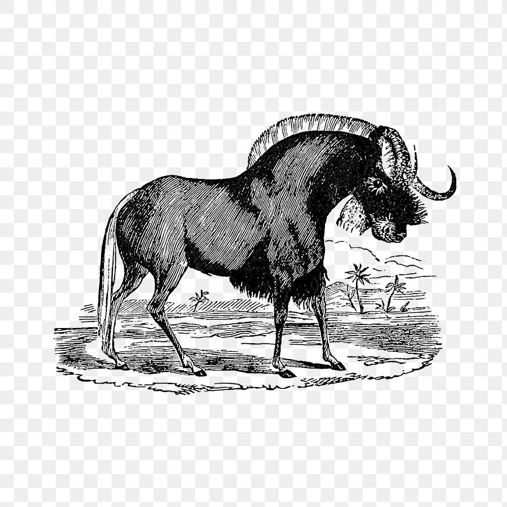 PNG Drawing of wildebeest, transparent background