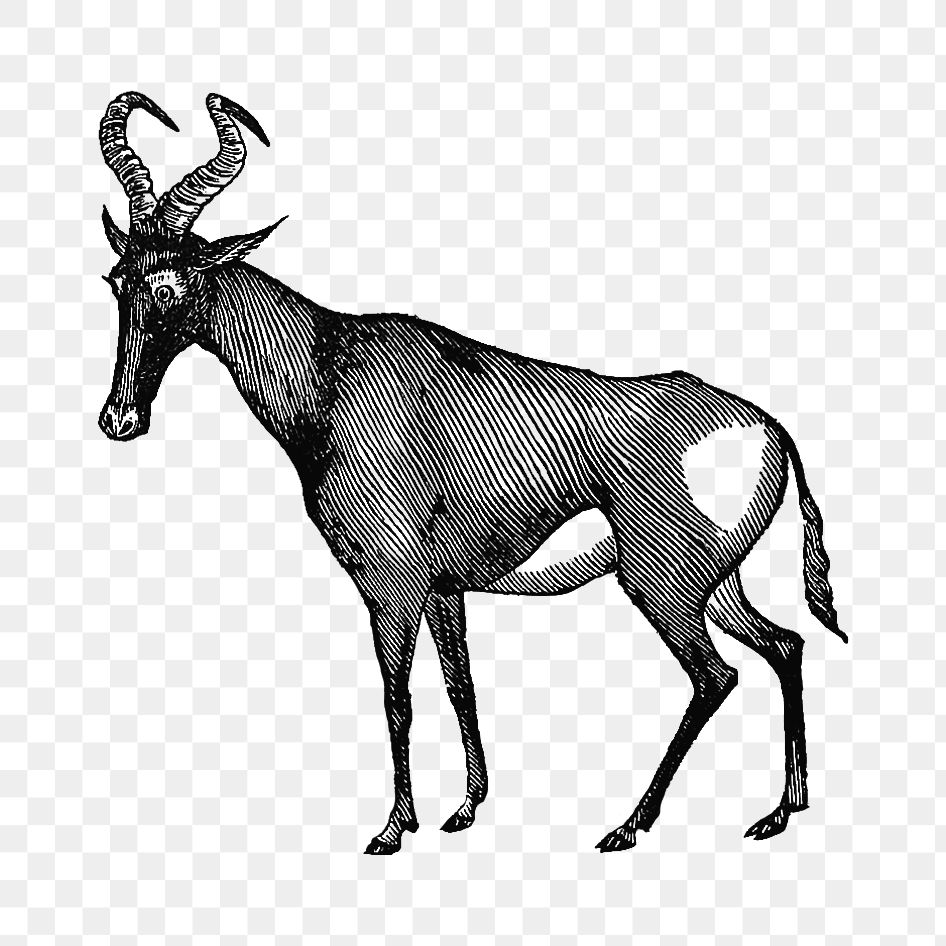 PNG Drawing of hartebeest, transparent background