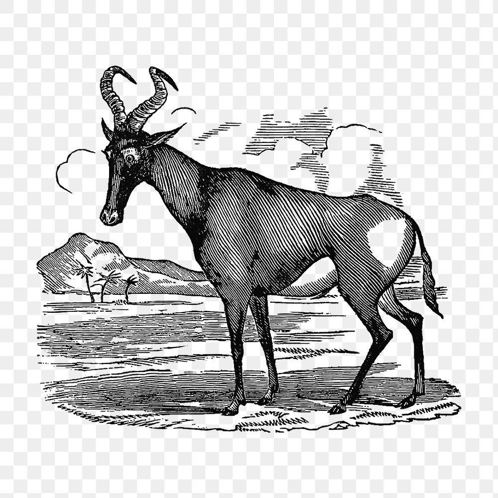 PNG Drawing of hartebeest, transparent background