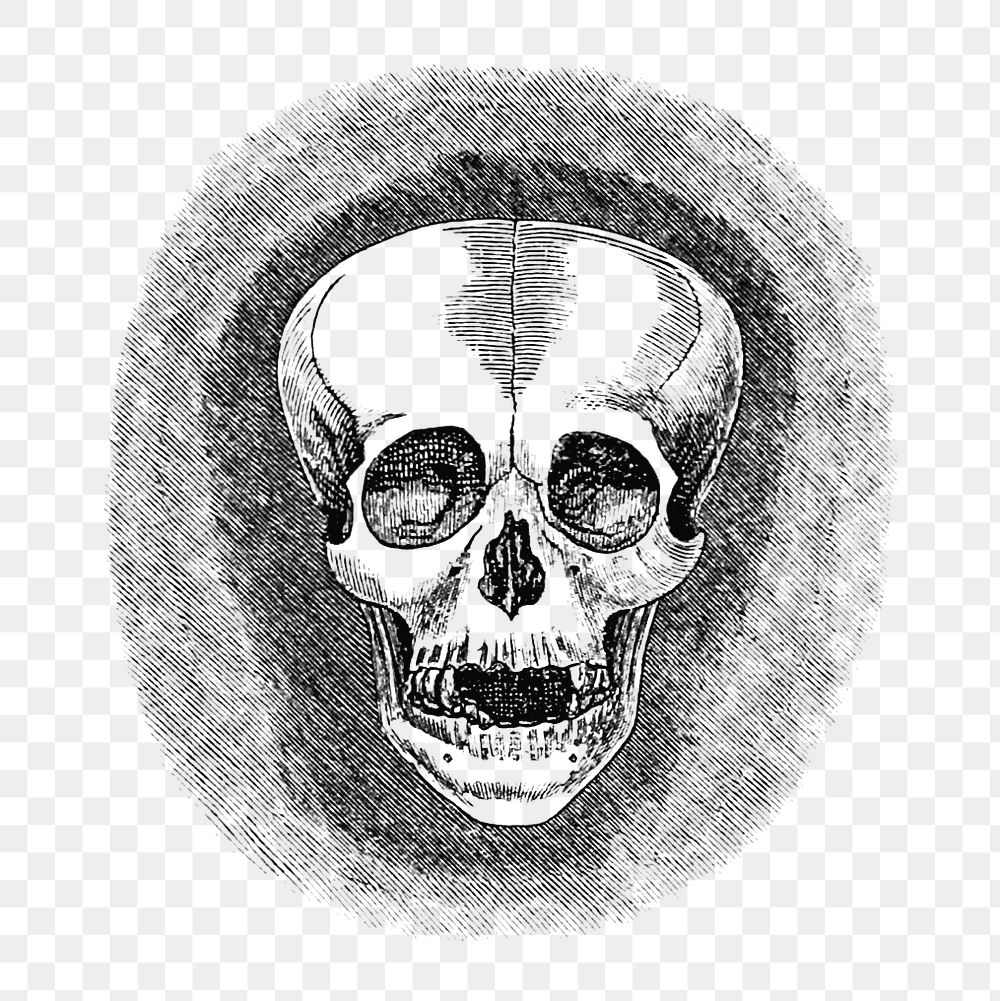 PNG Drawing of a skull, transparent background