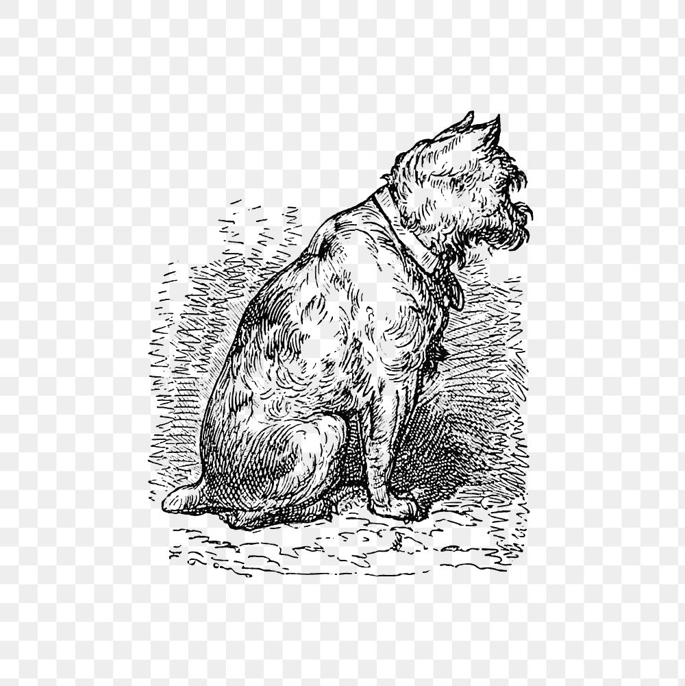 PNG Drawing of a  sitting dog, transparent background