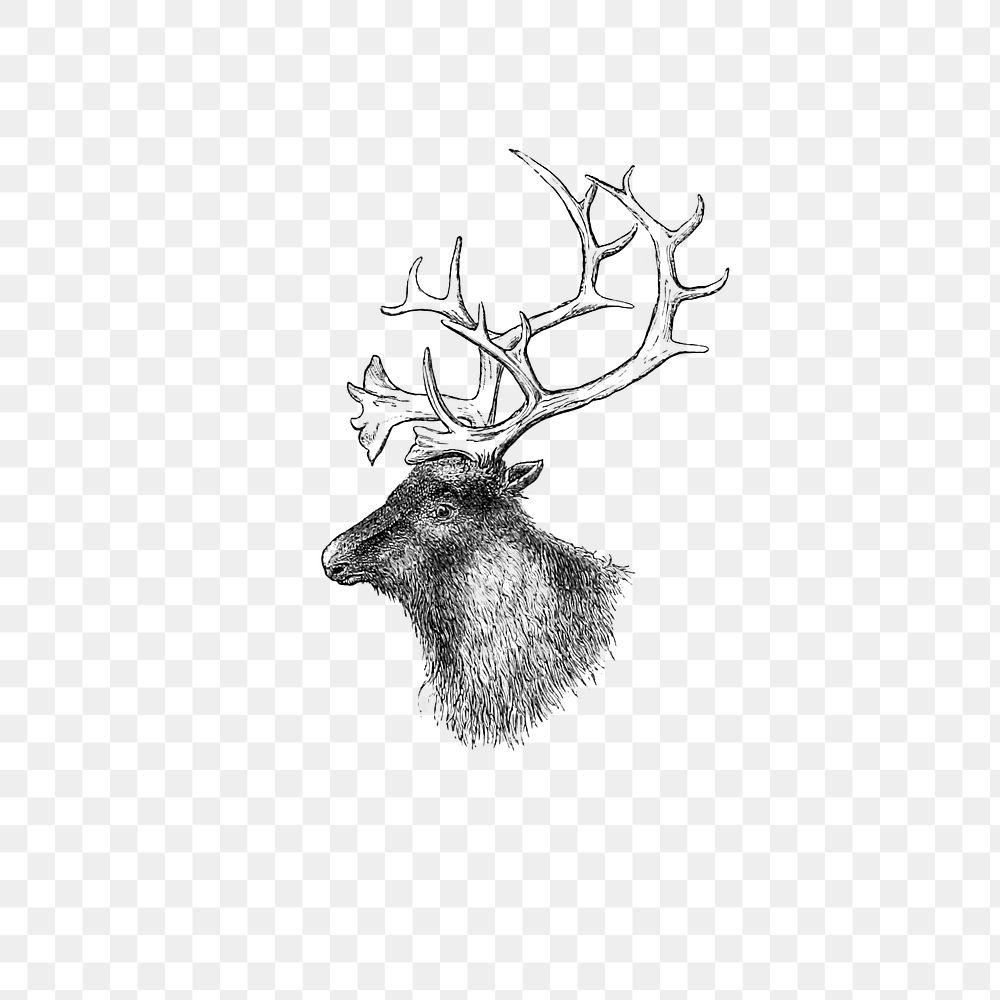 PNG Drawing of an elk, transparent background