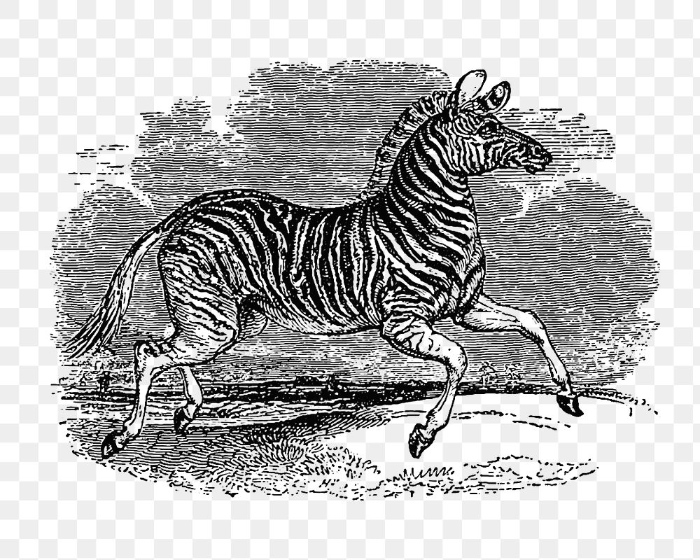 PNG Drawing of a zebra, transparent background
