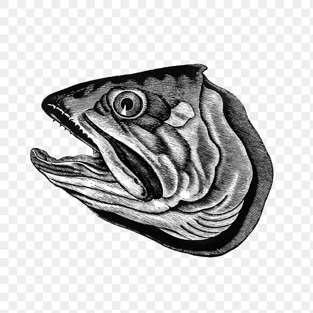 PNG Drawing of a fish head, transparent background