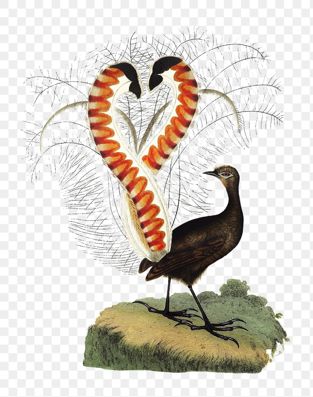 PNG Drawing of a lyrebird, transparent background