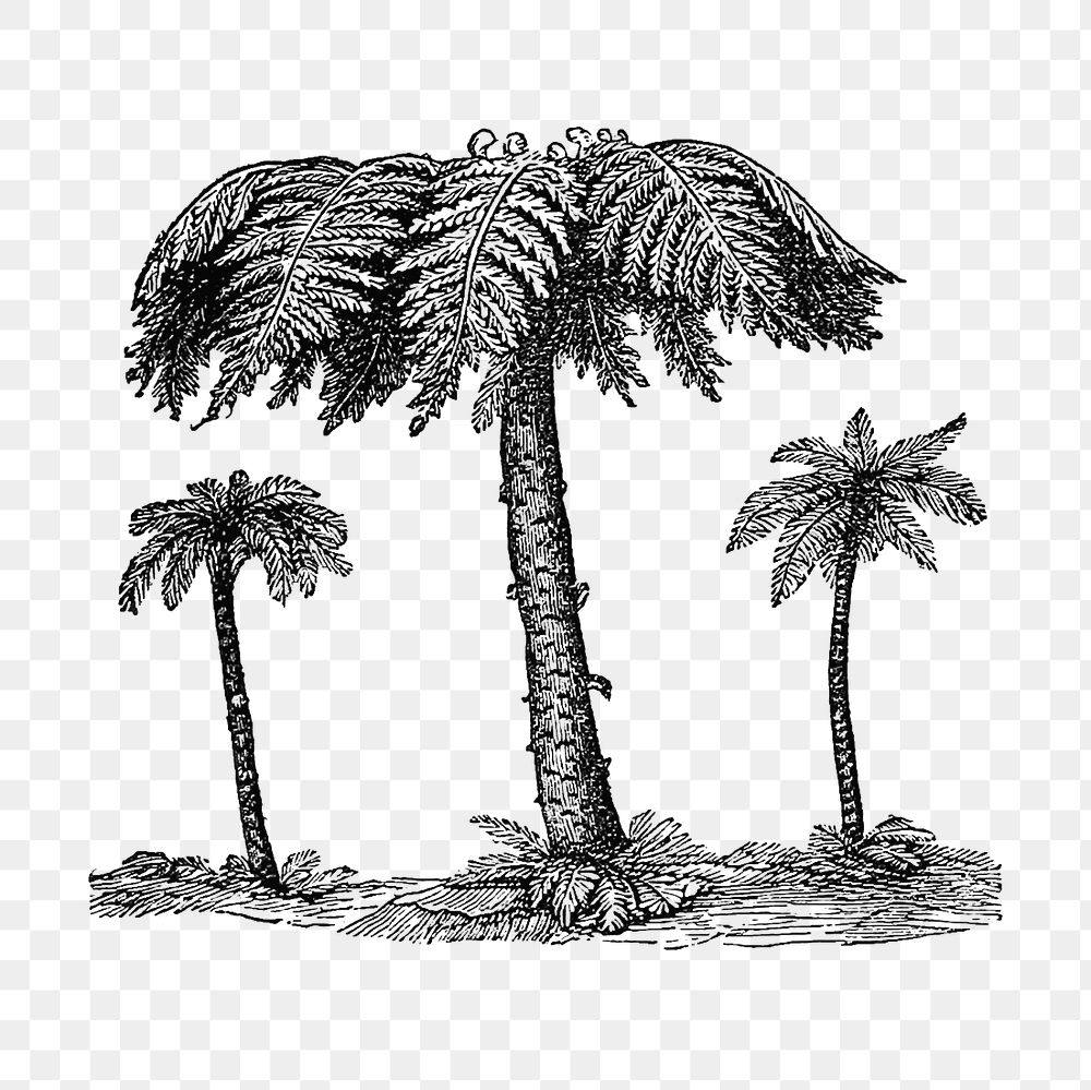 PNG Drawing of  fern trees, transparent background