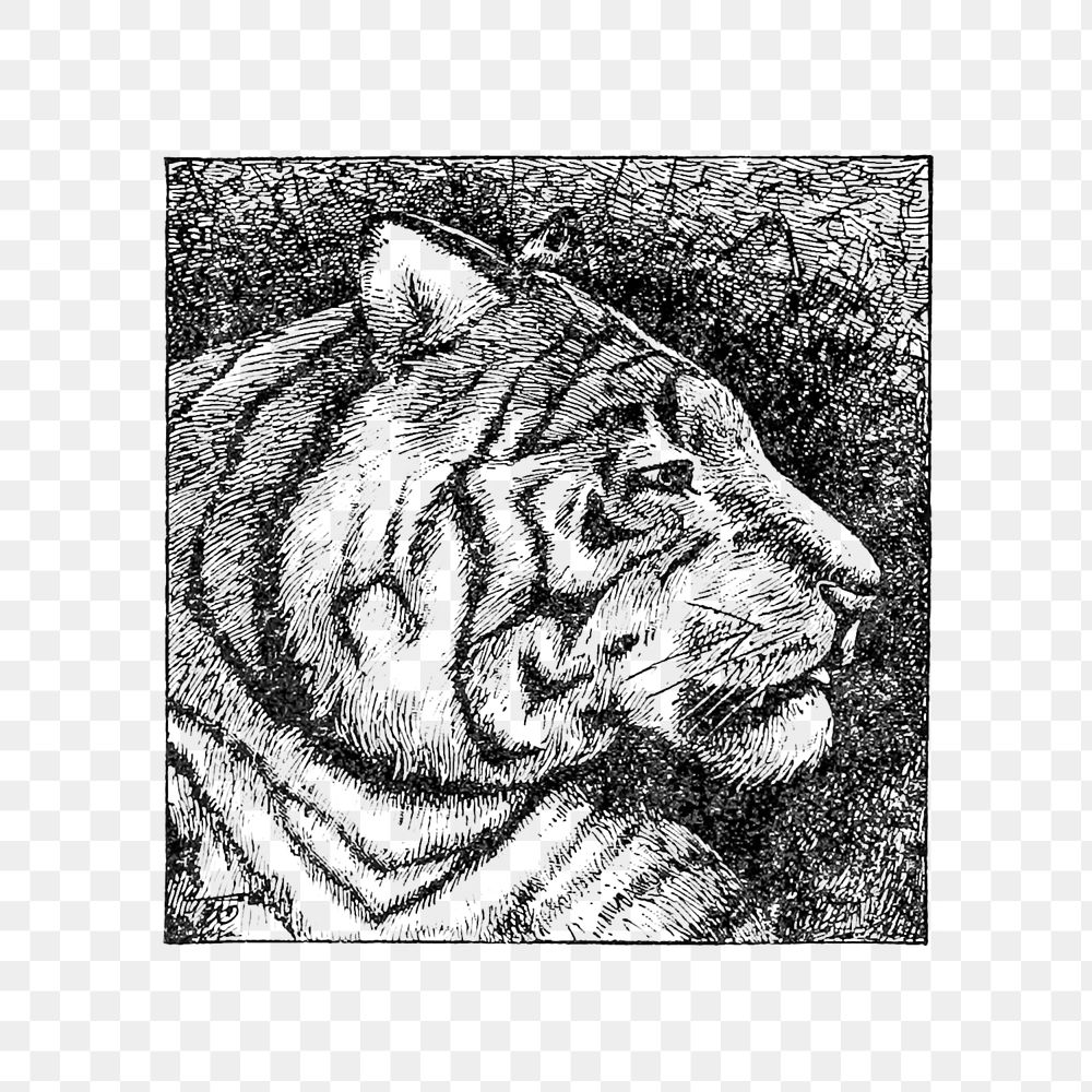 PNG Drawing of a tiger head, transparent background