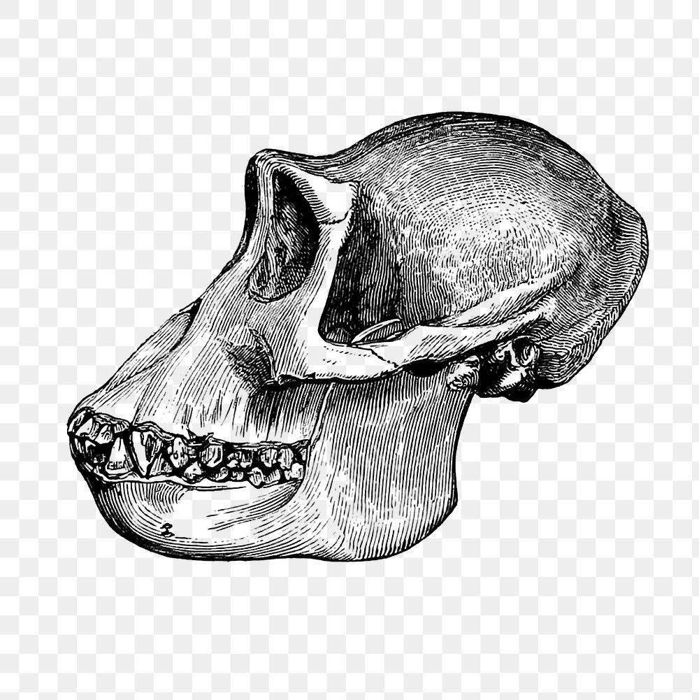 PNG Drawing of a gorilla skull, transparent background
