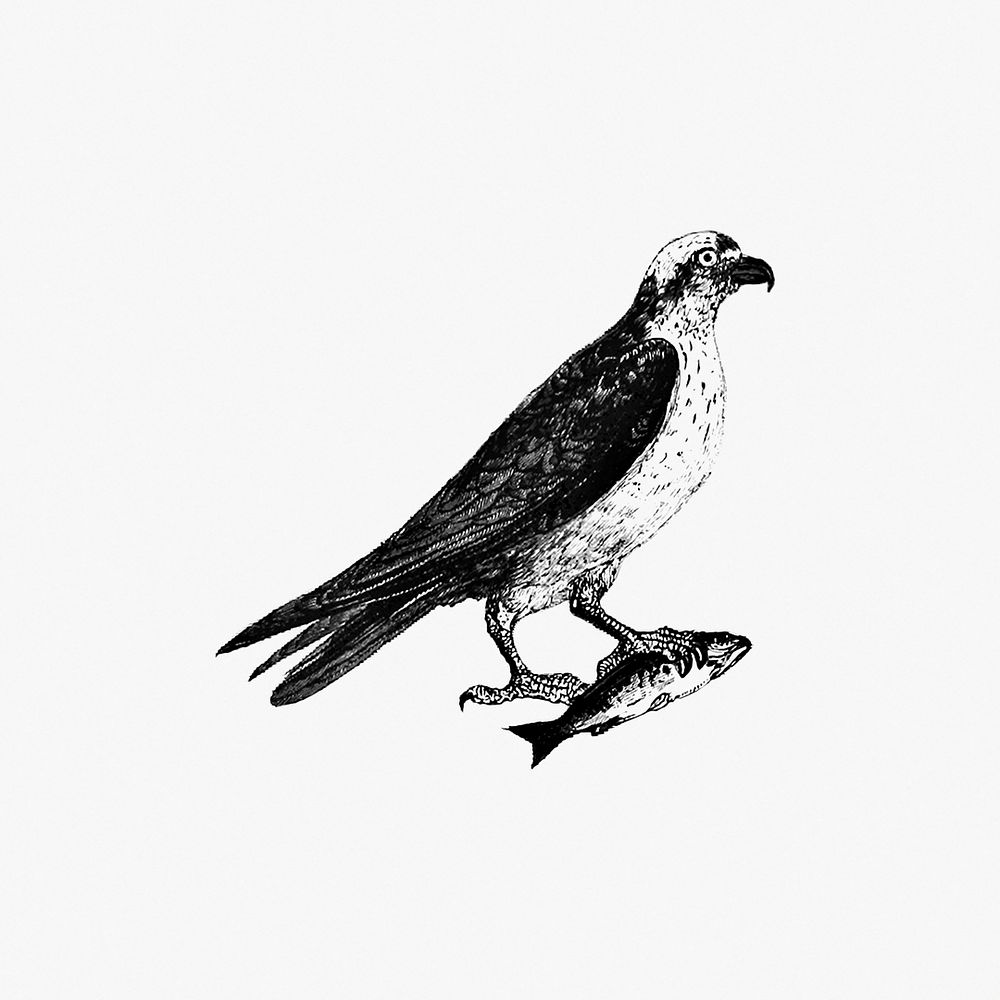 PNG Drawing of a water eagle, transparent background