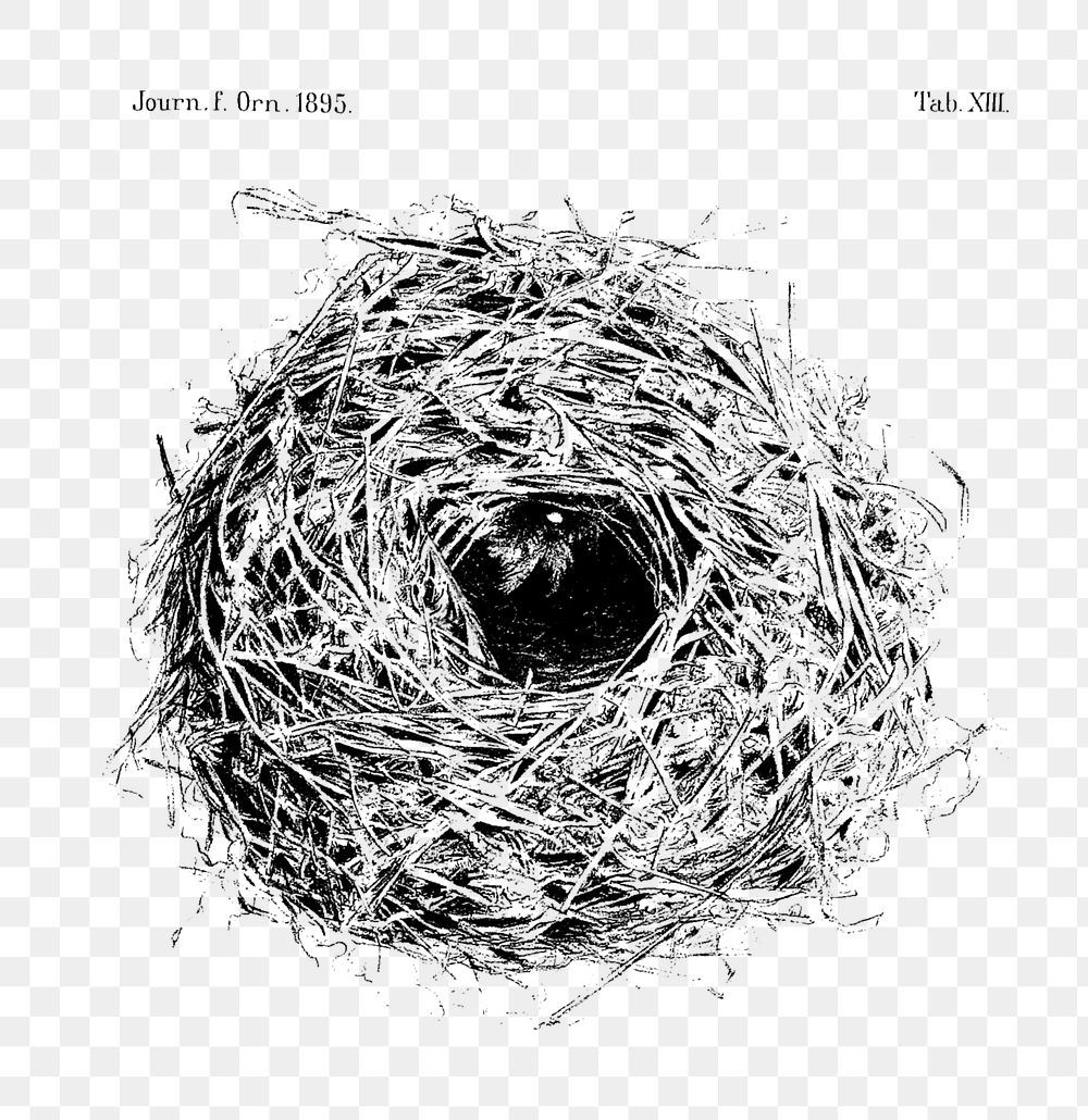 PNG Drawing of a bird nest and eggs, transparent background