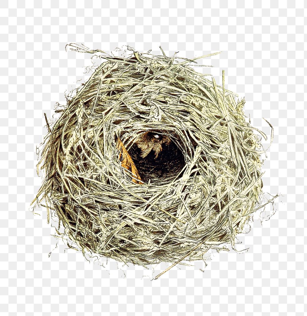 PNG Drawing of a bird nest and eggs, transparent background