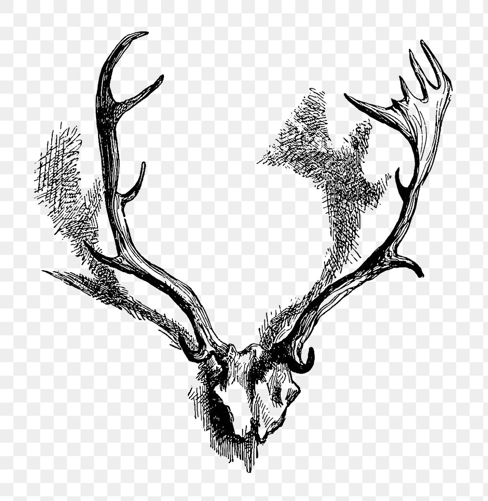 PNG Drawing of deer horns, transparent background