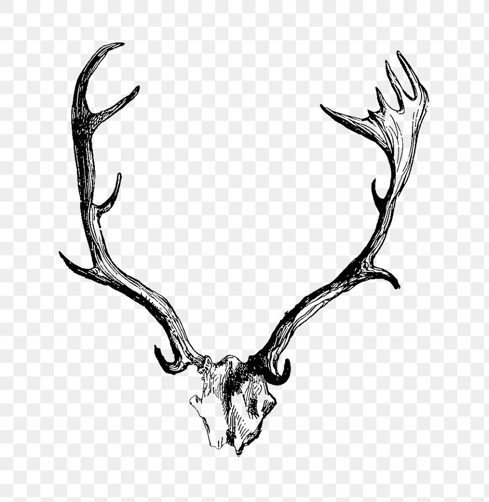 PNG Drawing of deer horns, transparent background