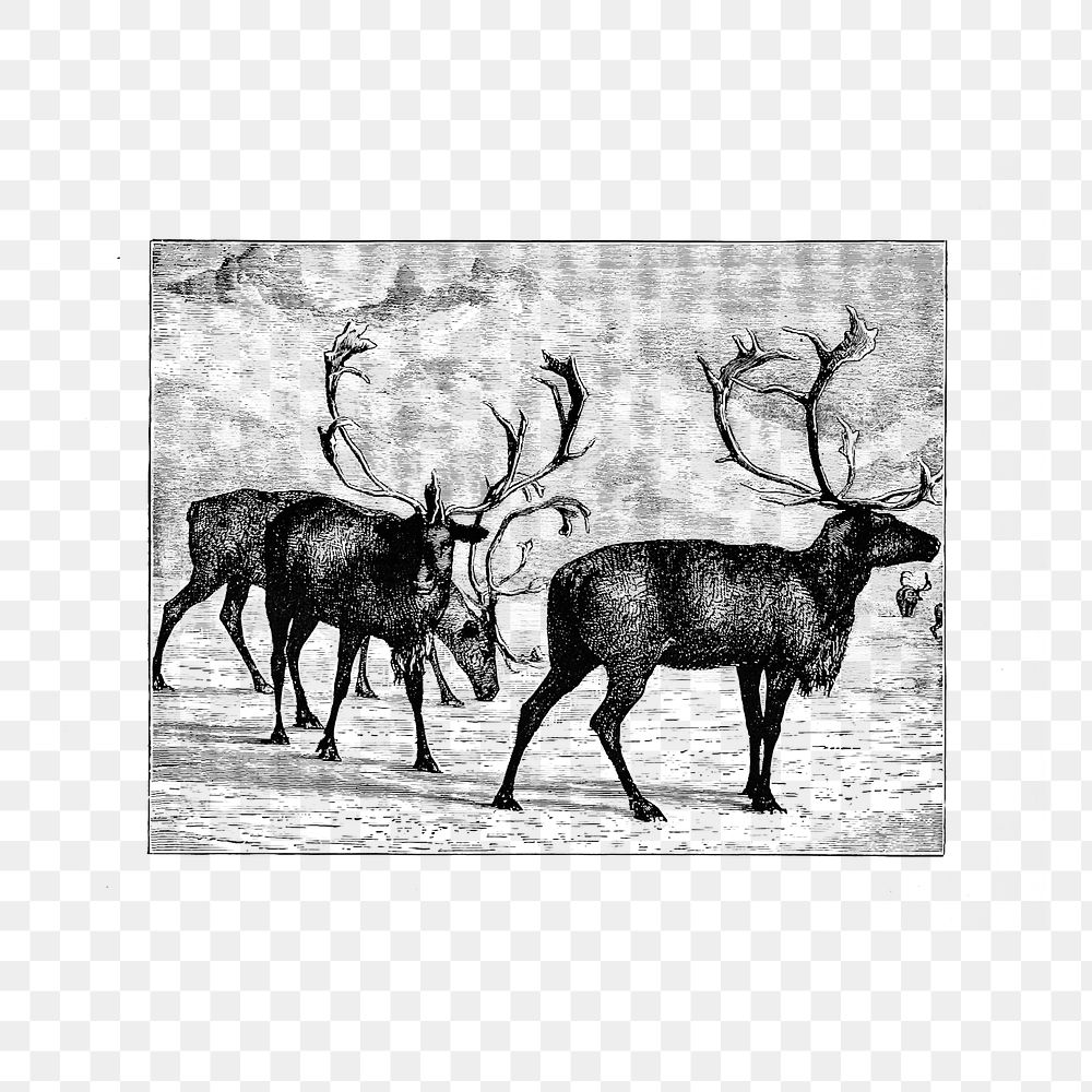 PNG Drawing of reindeer herd, transparent background