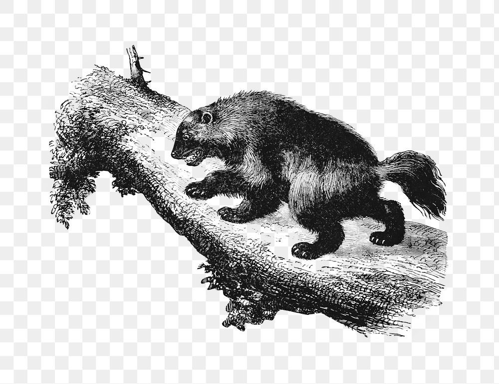 PNG Drawing of a wild Wolverine, transparent background