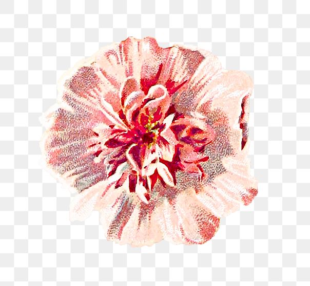 PNG Drawing of a hollyhock flower, transparent background
