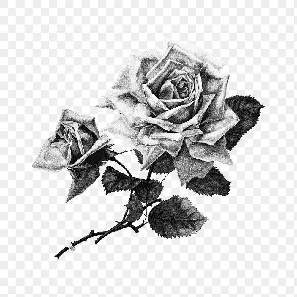 PNG Drawing of a rose, transparent background