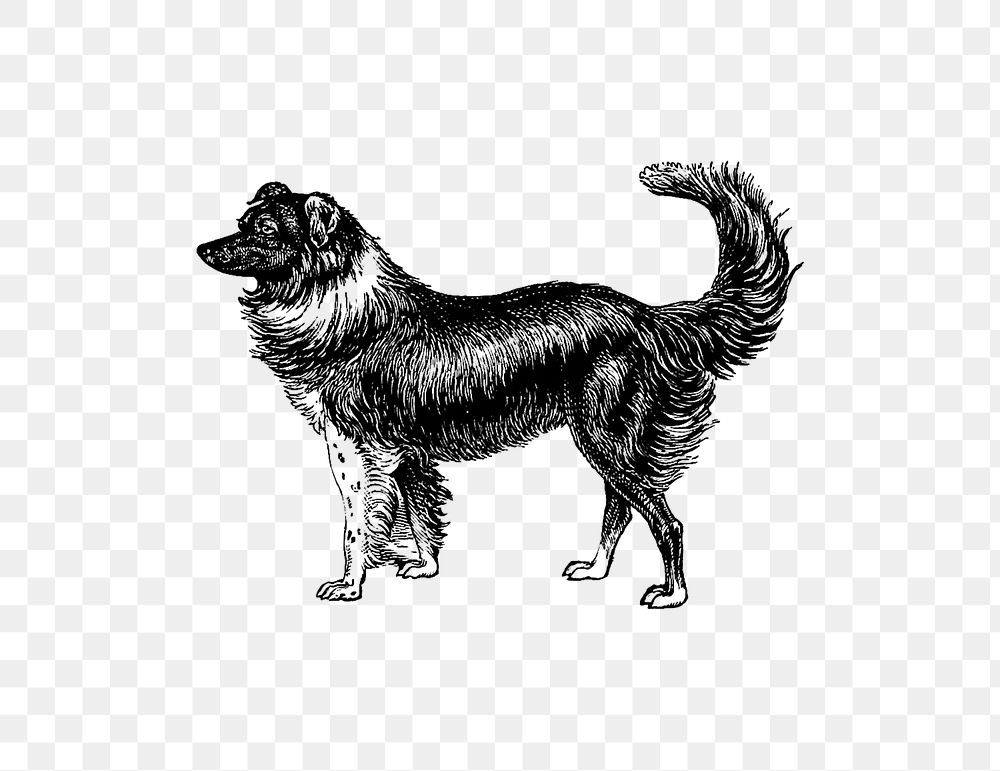 PNG Drawing of a vintage dog, transparent background