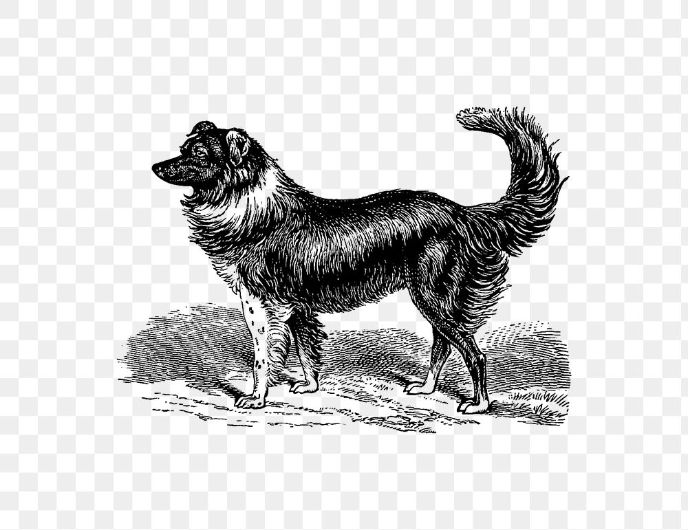 PNG Drawing of a dog, transparent background